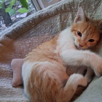 Butter Cup - sweetest snuggle love bug -  Tabby and Domestic Short Hair Cat for Adoption in Macomb, Michigan - Butter Cup - Sweetest Snuggle Love Bug | PetCurious