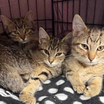 Domestic Short Hair Cats Available for Adoption - Kitty | PetCurious