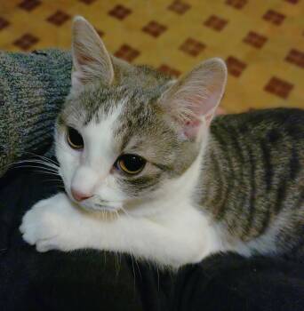 Tabby Cats Available for Adoption - York (York Peppermint Patty Litter) | PetCurious