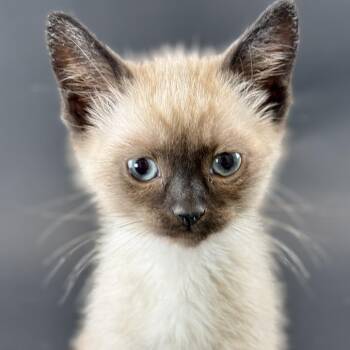 Ford -  Domestic Short Hair Cat for Adoption in Fresno, California - Ford | PetCurious