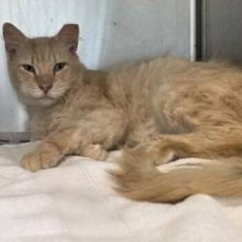 Steve- -  Domestic Long Hair Cat for Adoption in Richmond, Virginia - Steve- | PetCurious