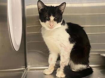 IRIS -  Domestic Short Hair Cat for Adoption in Tustin, California - IRIS | PetCurious
