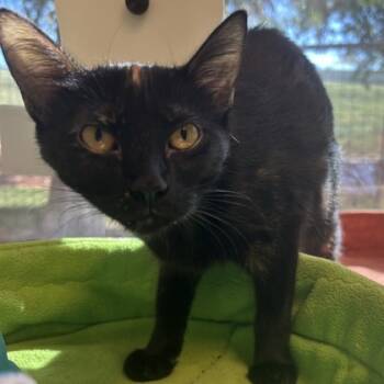 Rescue Domestic Short Hair Cats for Adoption in Dallas, Texas - Spikette | PetCurious