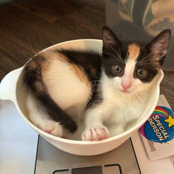 Tobasco -  Domestic Short Hair Cat Available for Adoption in San Diego, California - Tobasco | PetCurious