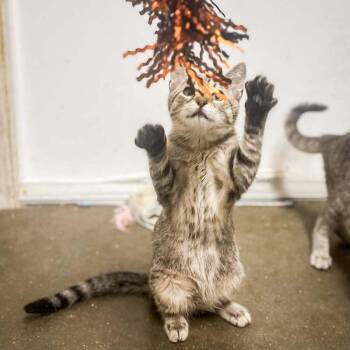 Tommy -  Domestic Short Hair Cat for Adoption in Groveland, Massachusetts - Tommy | PetCurious