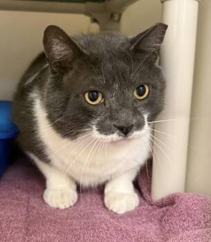 Brunost -  Domestic Medium Hair Cat Available for Adoption in Salisbury, Maryland - Brunost | PetCurious