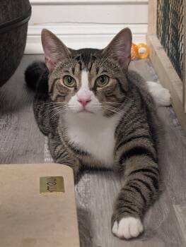 Domestic Short Hair Cats Available for Adoption in Palm Harbor, Florida - Laurel | PetCurious