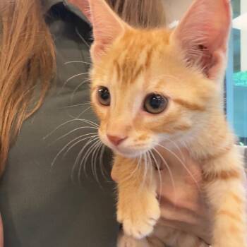 Mango Gelato -  Domestic Short Hair Cat for Adoption in Norman, Oklahoma - Mango Gelato | PetCurious