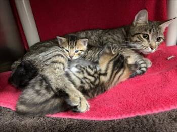 Domestic Short Hair Cats Available for Adoption in Derwood, Maryland - CANDY APPLE | PetCurious