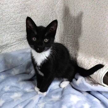 Tuxedo Cats Available for Adoption in Hood River, Oregon - Xavos | PetCurious