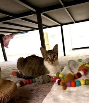 Vodka -  Domestic Short Hair Cat for Adoption in Chamblee, Georgia - Vodka | PetCurious