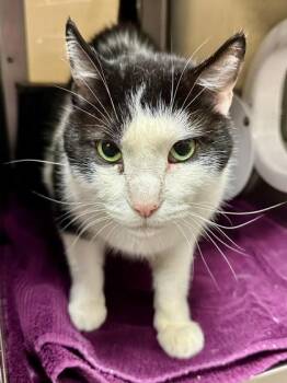 Floyd -  Domestic Short Hair Cat for Adoption in Wichita, Kansas - Floyd | PetCurious