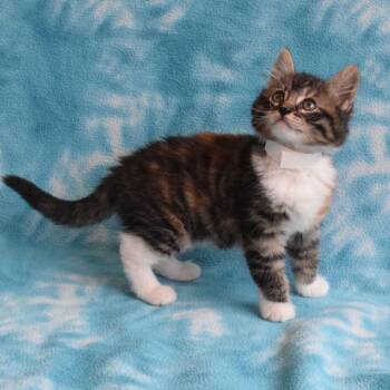 Kia -  Domestic Short Hair Cat for Adoption in Eureka, California - Kia | PetCurious