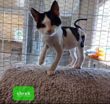 Shrek -  Domestic Short Hair Cat for Adoption in Walworth, Wisconsin - Shrek | PetCurious