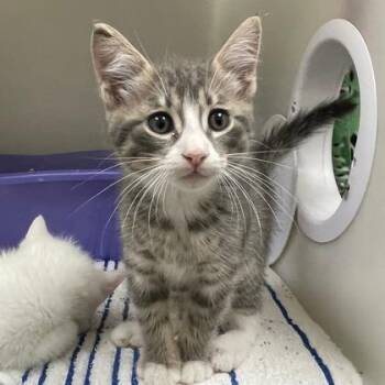 Tim -  Domestic Short Hair Cat for Adoption in Wheaton, Illinois - Tim | PetCurious