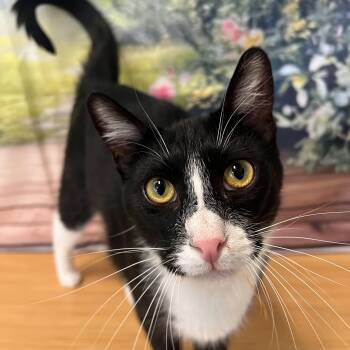 Domestic Short Hair Cats Available for Adoption in Villa Park, California - Carrey | PetCurious