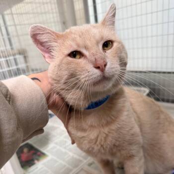 Golden Boy -  Domestic Short Hair Cat for Adoption in Chicago, Illinois - Golden Boy | PetCurious
