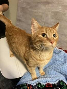 Domestic Short Hair Cats Available for Adoption - DUNKIN | PetCurious