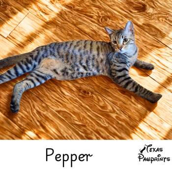 Pepper -  Tabby Cat for Adoption in Dallas, Texas - Pepper | PetCurious