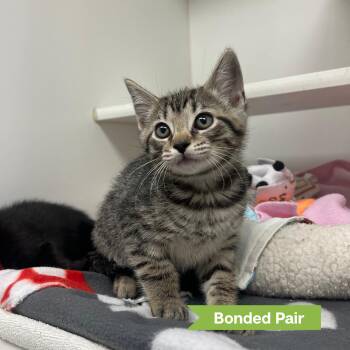 Obie (bonded w/ Owen) -  Domestic Short Hair Cat for Adoption in Reisterstown, Maryland - Obie (bonded W/ Owen) | PetCurious