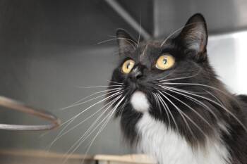 Domestic Long Hair Cats Available for Adoption - Oreo | PetCurious