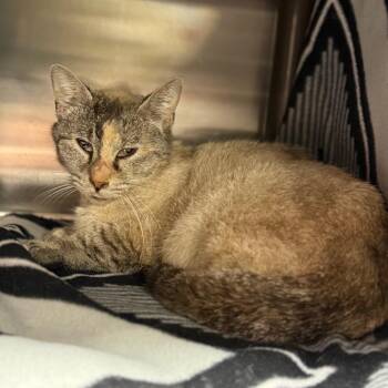 Domestic Short Hair Cats Available for Adoption in Pauls Valley, Oklahoma - Eggdrop | PetCurious