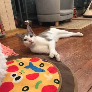 Syd -  Domestic Short Hair Cat Available for Adoption - Syd | PetCurious