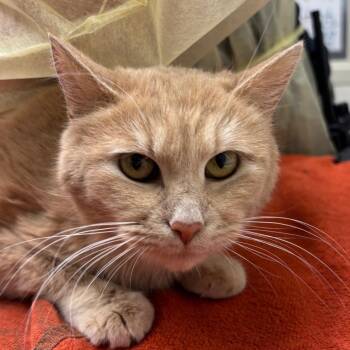 Squeegee -  Domestic Short Hair Cat Available for Adoption in Murray, Utah - Squeegee | PetCurious