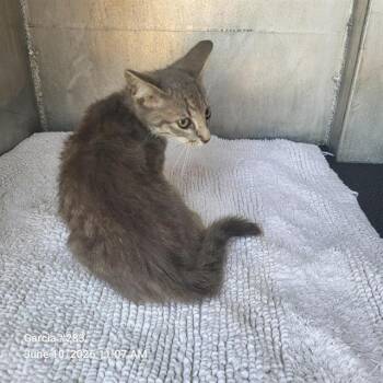 NACHO -  Domestic Short Hair Cat for Adoption in San Antonio, Texas - NACHO | PetCurious