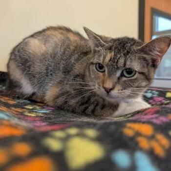Cookie -  Domestic Short Hair Cat for Adoption in Rochester, Minnesota - Cookie | PetCurious