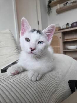 Domestic Short Hair Cats Available for Adoption in New York, New York - Marble Cake (Bonded To Red Velvet Cake) | PetCurious