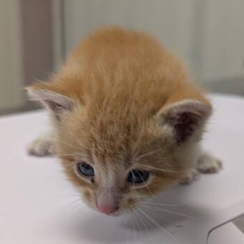 Domestic Short Hair Cats Available for Adoption in Emporia, Kansas - PPEM-Stray-18536 (Sunni) | PetCurious