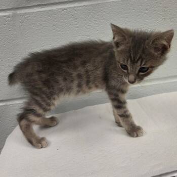 Ostrich -  Domestic Short Hair Cat for Adoption in Chattanooga, Tennessee - Ostrich | PetCurious