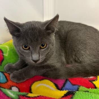 Benny -  Domestic Short Hair Cat for Adoption in Sarasota, Florida - Benny | PetCurious