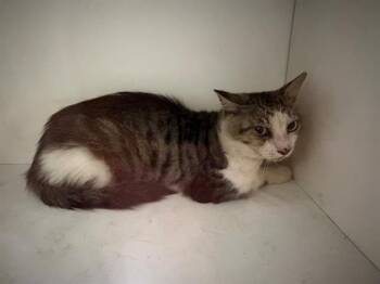 CHESNEY -  Domestic Short Hair Cat for Adoption in Winter Haven, Florida - CHESNEY | PetCurious