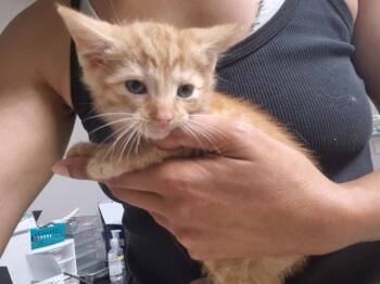 Shaggy -  Domestic Short Hair Cat for Adoption in Cincinnati, Ohio - Shaggy | PetCurious