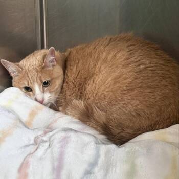 Marigold -  Domestic Short Hair Cat for Adoption in Corinth, Mississippi - Marigold | PetCurious