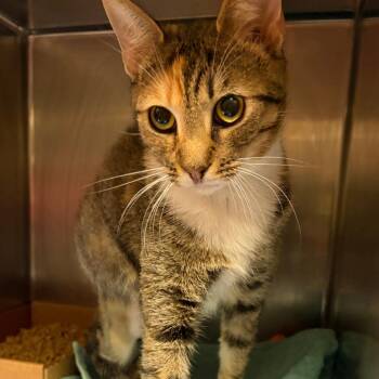 Sylvie -  Domestic Short Hair Cat for Adoption in Nashville, Tennessee - Sylvie | PetCurious