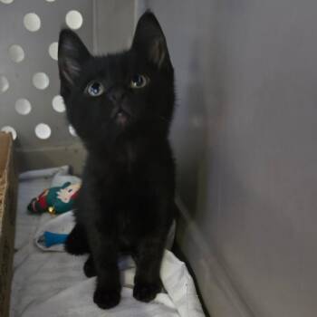 Domestic Medium Hair Cats Available for Adoption in Spokane, Washington - Chayote | PetCurious