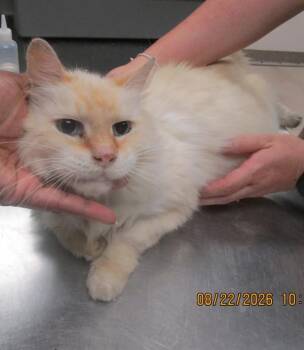 Hiro (611) -  Domestic Medium Hair Cat for Adoption in Marietta, Georgia - Hiro (611) | PetCurious