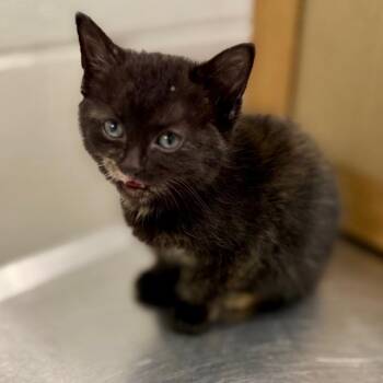 Domestic Short Hair Cats Available for Adoption in Council Bluffs, Iowa - Selena | PetCurious