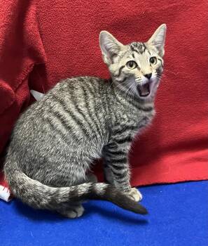 Tigger -  Tabby and Domestic Short Hair Cat for Adoption in Dublin, Ohio - Tigger | PetCurious