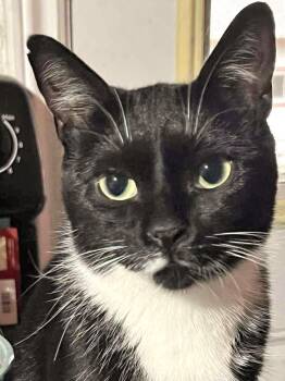 Rescue Domestic Short Hair and Tuxedo Cats for Adoption in Chertsey, Quebec - Bridgette | PetCurious