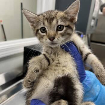 Cutie Patootie -  Domestic Short Hair Cat for Adoption in Pekin, Illinois - Cutie Patootie | PetCurious