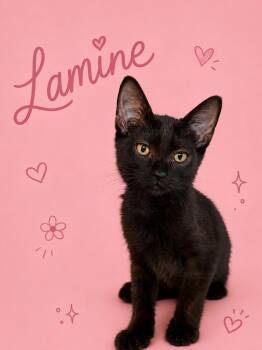 Lamine (FCID# 07/16/2026 - 33 Middletown event) C -  Domestic Short Hair Cat for Adoption in Greenville, Delaware - Lamine (FCID# 07/16/2026 - 33 Middletown Event) C | PetCurious