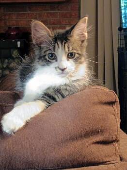 Batuffola -  Domestic Medium Hair Cat for Adoption in Apex, North Carolina - Batuffola | PetCurious