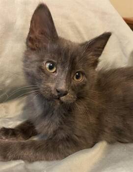 JACK -  Domestic Short Hair Cat for Adoption in Sacramento, California - JACK | PetCurious