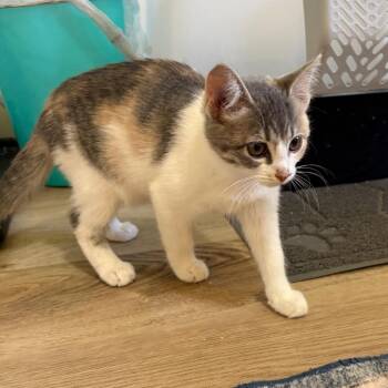 Cinnamon -  Domestic Short Hair Cat for Adoption in Grantsville, Utah - Cinnamon | PetCurious