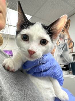 Rescue Domestic Short Hair Cats for Adoption in Pomona, New York - Kugel | PetCurious