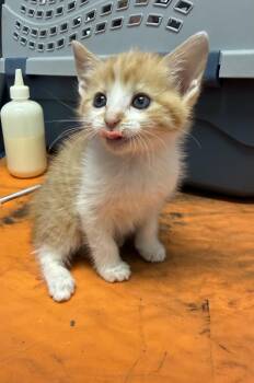 Domestic Short Hair Cats Available for Adoption in Bradford, Alabama - Petunia | PetCurious